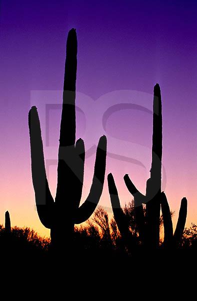 Saguaro Silhouettes, Saguaro National Park