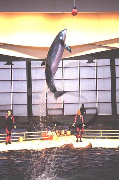 Baltimore Aquarium, Dolphin Show