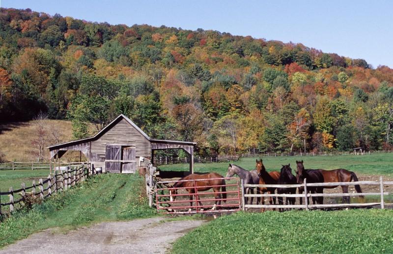 Horses And Barn