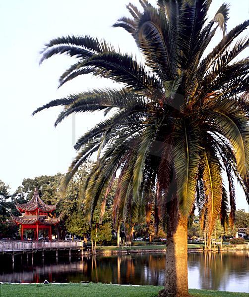Canary Island Date Palm and Chinese Ting Gazebo, Eola Park
