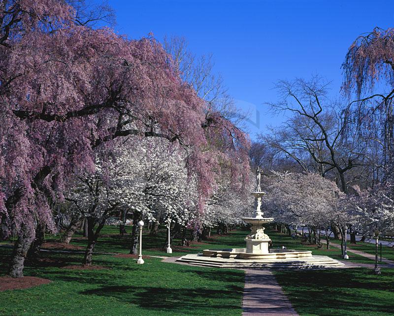 Brandywine Park, Cherry Blossoms and Josephine Fountain