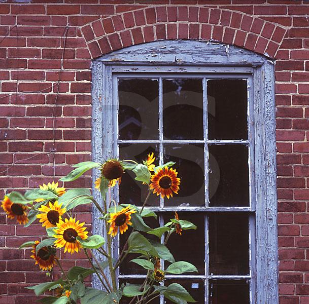 Sunflowers and Window, Prescott Park