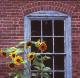 Sunflowers and Window, Prescott Park