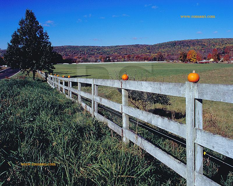 Pumpkins and Fence