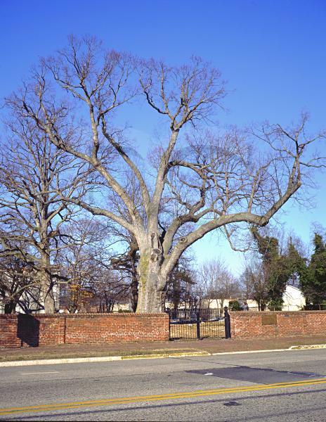 Famous Salem Oak Tree