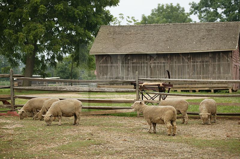 Sheep At Holmdel Park, Longstreet Farm