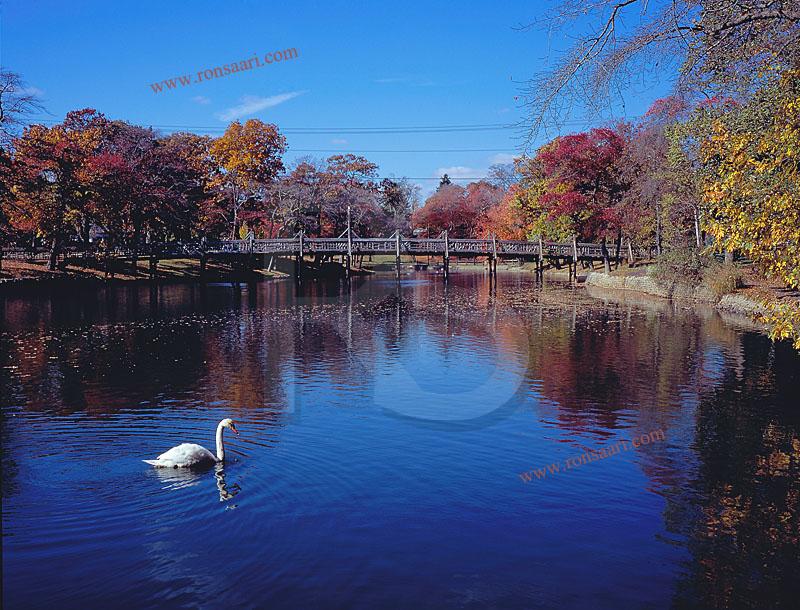 Spring Lake Footbridge And Swan, In Autumn