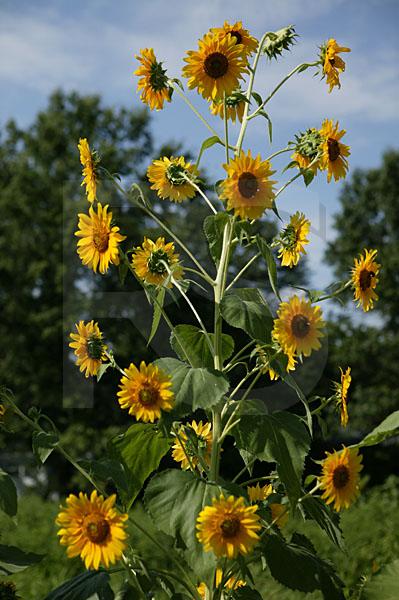 Sunflowers, Barclay Farmstead