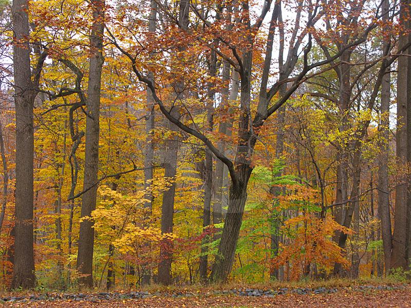 Watchung Reservation, Autumn Trees