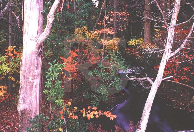 Woods In Fall, Smithville