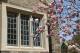 Dormitory Window And Cherry Blossoms, Princeton University