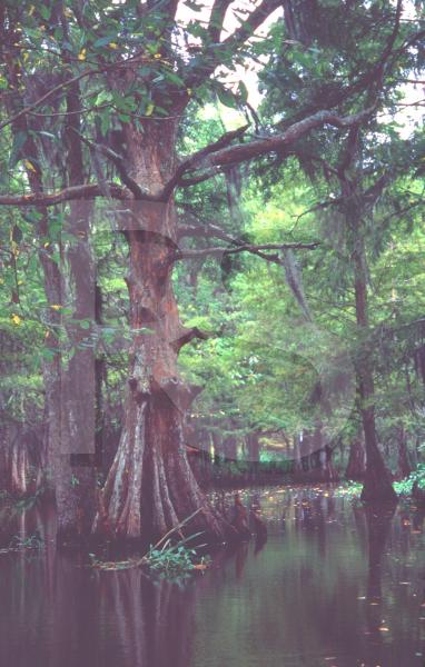 Honey Island Swamp, Cypress Trees