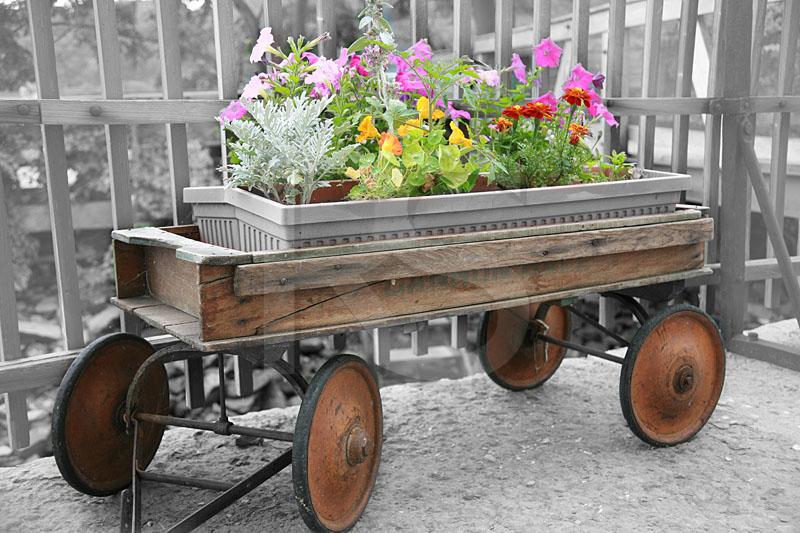 Antique Wagon And Flowers