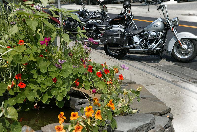 Harleys And Flowers