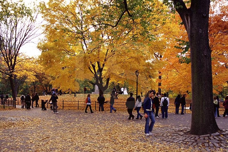 Central Park Fall Color 1