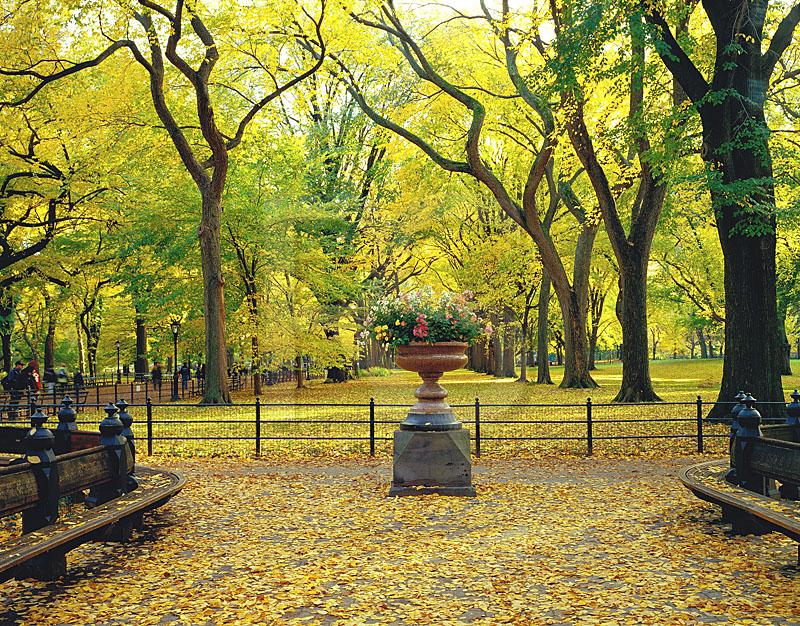 Central Park Mall In Autumn