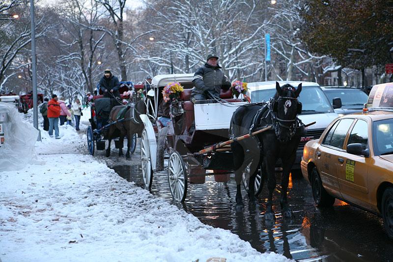 Horse Drawn Carriages In The Snow 1