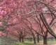 Brooklyn Botanic Garden, Cherry Esplanade