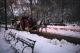 Horse Drawn Carriages In The Snow 2
