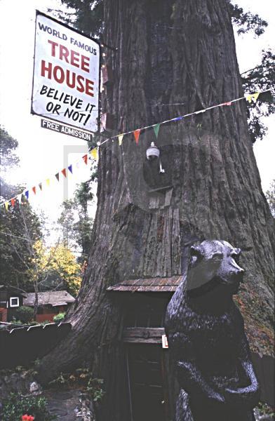 World Famous Tree House