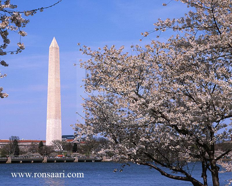 Washington Monmument And Cherry Blossoms