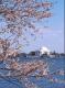 Jefferson Memorial And Cherry Blossoms 2