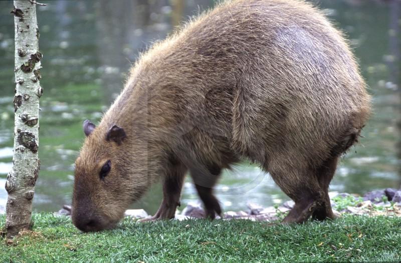 Capybara, Cape May Zoo